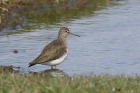 Green Sandpiper by Mick Dryden