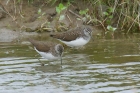 Green Sandpiper by Mick Dryden Green Sandpiper by Mick Dryden