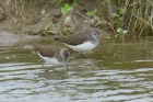 Green Sandpiper by Mick Dryden