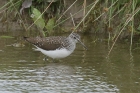 Green Sandpiper by Mick Dryden