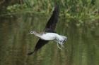 Green Sandpiper by Mick Dryden