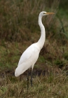 Great White Egret by Andy Stoaling