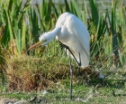 Great White Egret by Tony Wright