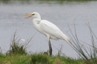 Great White Egret by Mick Dryden