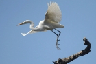 Great White Egret by Mick Dryden