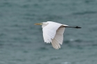 Great White Egret by Alan Gicquel