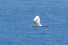 Great White Egret by Chris Eve Great White Egret by Chris Eve