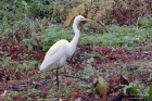 Great White Egret by Alan Modral Great White Egret by Alan Modral