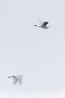 Great White Egrets by Richard Gillam