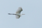 Great White Egret by Mick Dryden