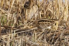 Jack Snipe by Mick Dryden Jack Snipe by Mick Dryden