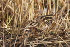 Jack Snipe by Mick Dryden