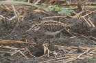 Jack Snipe by Mick Dryden