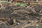 Jack Snipe by Mick Dryden