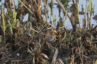 Jack Snipe by Mick Dryden