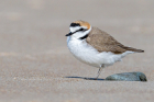 Kentish Plover by Romano da Costa