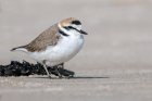 Kentish Plover by Romano da Costa