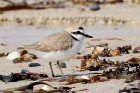 Kentish Plover by Mick Dryden