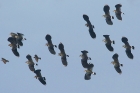 Lapwings by Mick Dryden