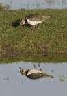 Lapwing by Trevor Biddle