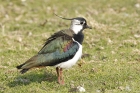 Lapwing by Mick Dryden