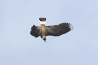 Lapwing by Mick Dryden