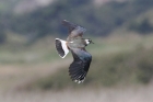 Lapwing by Mick Dryden