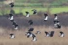 Lapwings by Mick Dryden
