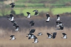 Lapwings by Mick Dryden Lapwings by Mick Dryden