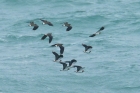 Lapwings by Mick Dryden Lapwings by Mick Dryden