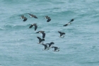 Lapwings by Mick Dryden