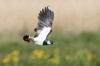 Northern Lapwing by Mick Dryden