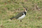 Lapwing by Mick Dryden