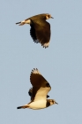 Lapwings by Mick Dryden