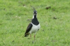 Lapwing by Mick Dryden