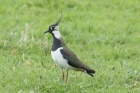 Lapwing by Mick Dryden