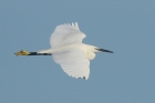 Little Egret by Mick Dryden