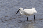 Little Egret by Mick Dryden