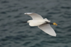 Little Egret by Mick Dryden