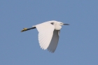 Little Egret by Mick Dryden Little Egret by Mick Dryden