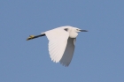 Little Egret by Mick Dryden