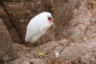 Little Egret by Mick Dryden