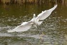 Little Egret by Mick Dryden