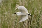 Little Egret by Mick Dryden Little Egret by Mick Dryden