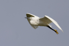 Little Egret by Mick Dryden