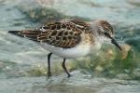 Little Stint by Romano da Costa Little Stint by Romano da Costa