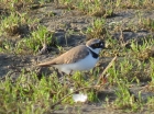 Little Ringed Plover by Alan Gicquel