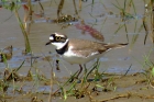 Little Ringed Plover by Alan Gicquel