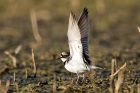 Little Ringed Plover by Romano da Costa Little Ringed Plover by Romano da Costa