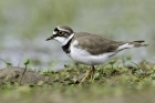 Little Ringed Plover by Romano da Costa Little Ringed Plover by Romano da Costa